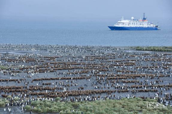 Salisbury Plain, na Geórgia do Sul, a 2a maior colônia de pinguins rei do mundo